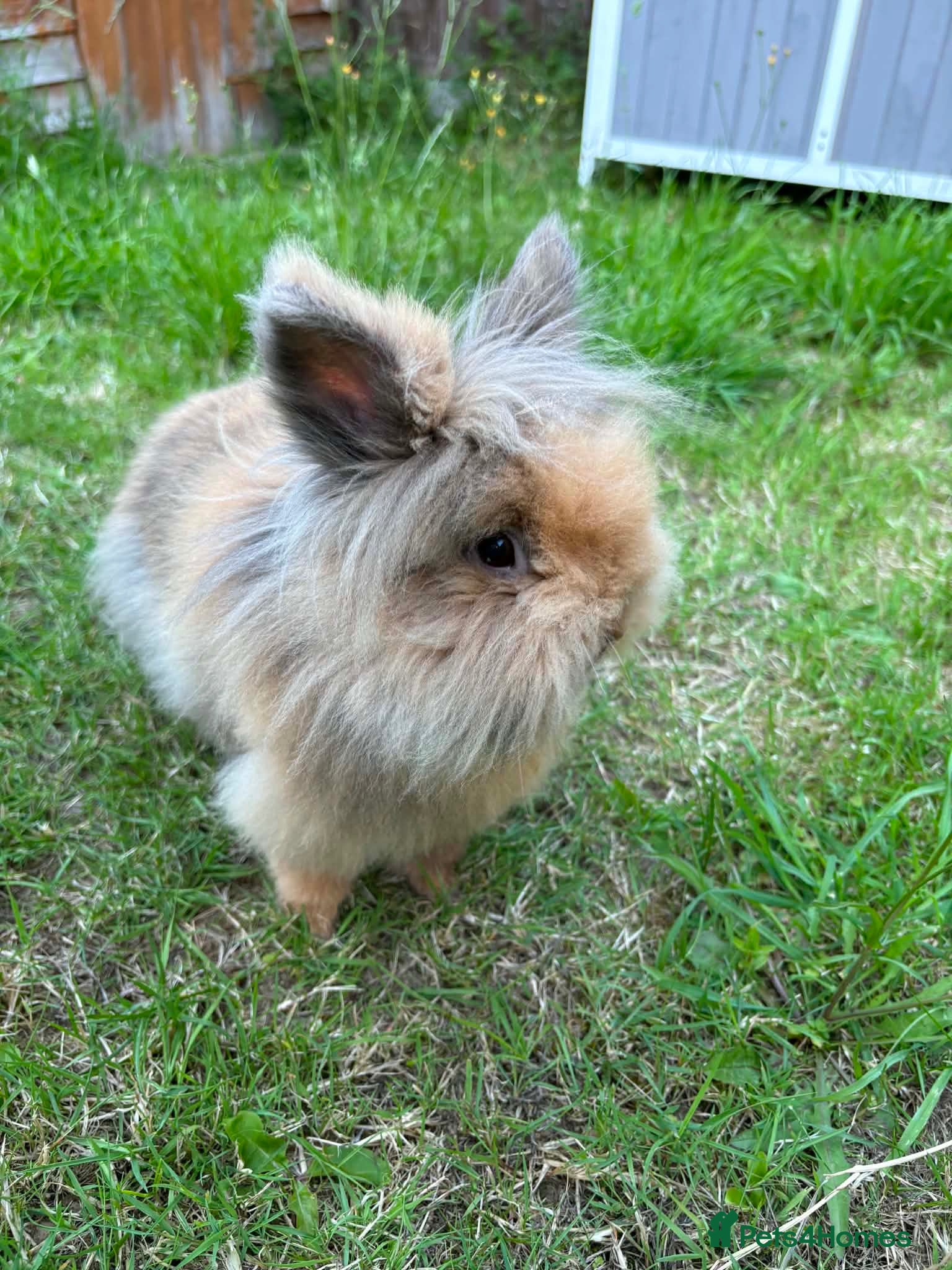 Lionhead rabbits Female Rabbit 9 months old lionhead - Advert 1
