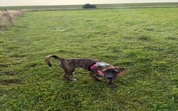 Mixed Breed dogs for sale: Bella - Image 1