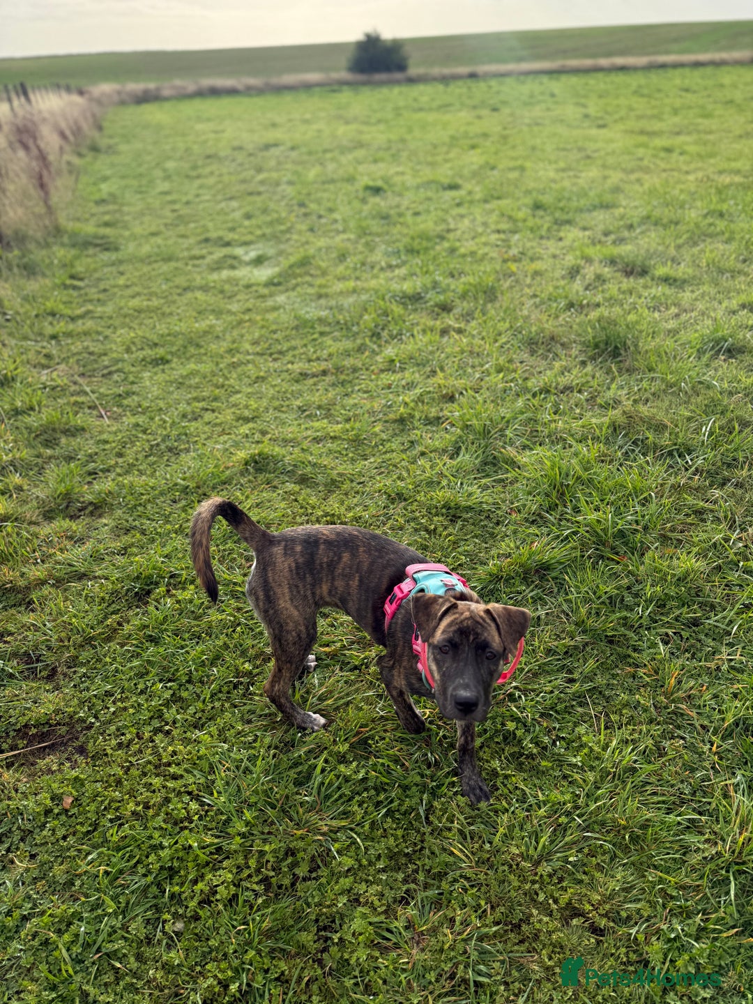 Mixed Breed dogs for sale: Bella - Image 1