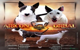English Bull Terrier dogs for sale: CH BLOODLINE HANDSOME BOY in Haddington - Image 3