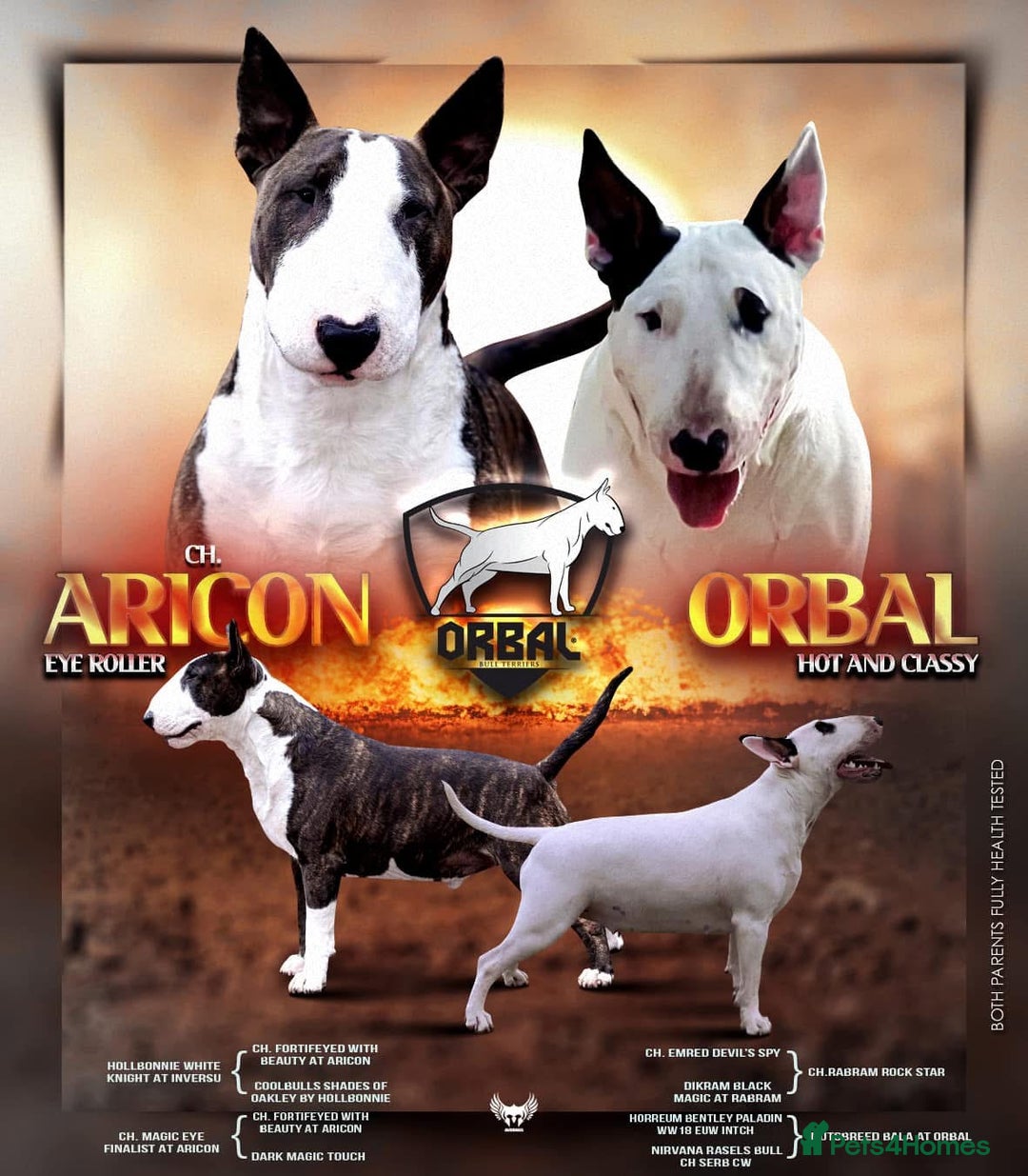 English Bull Terrier dogs for sale: CH BLOODLINE HANDSOME BOY in Haddington - Image 3