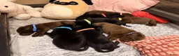 Labrador Retriever dogs for sale: Beautiful Chocolate & Black Labrador Puppies in Torquay - Advert 39