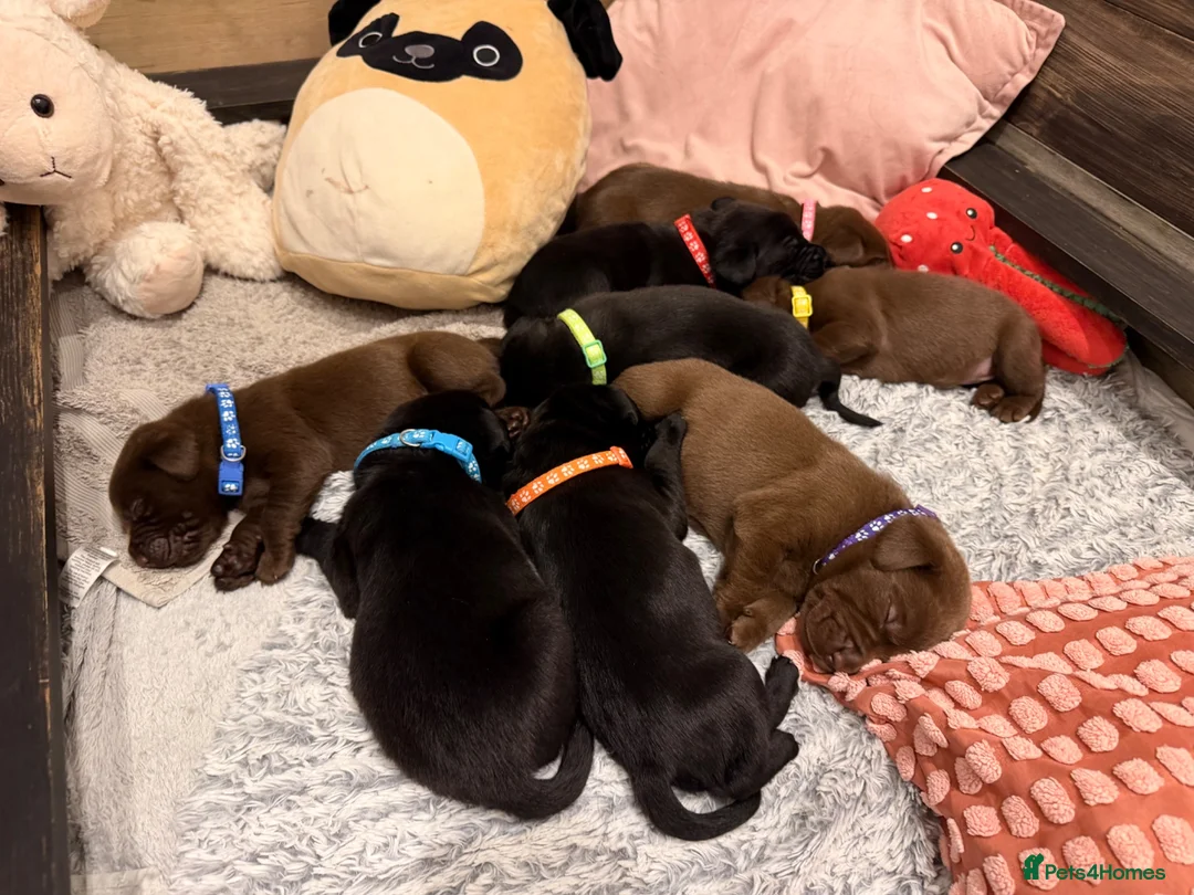 Labrador Retriever dogs for sale: Beautiful Chocolate & Black Labrador Puppies in Torquay - Advert 39