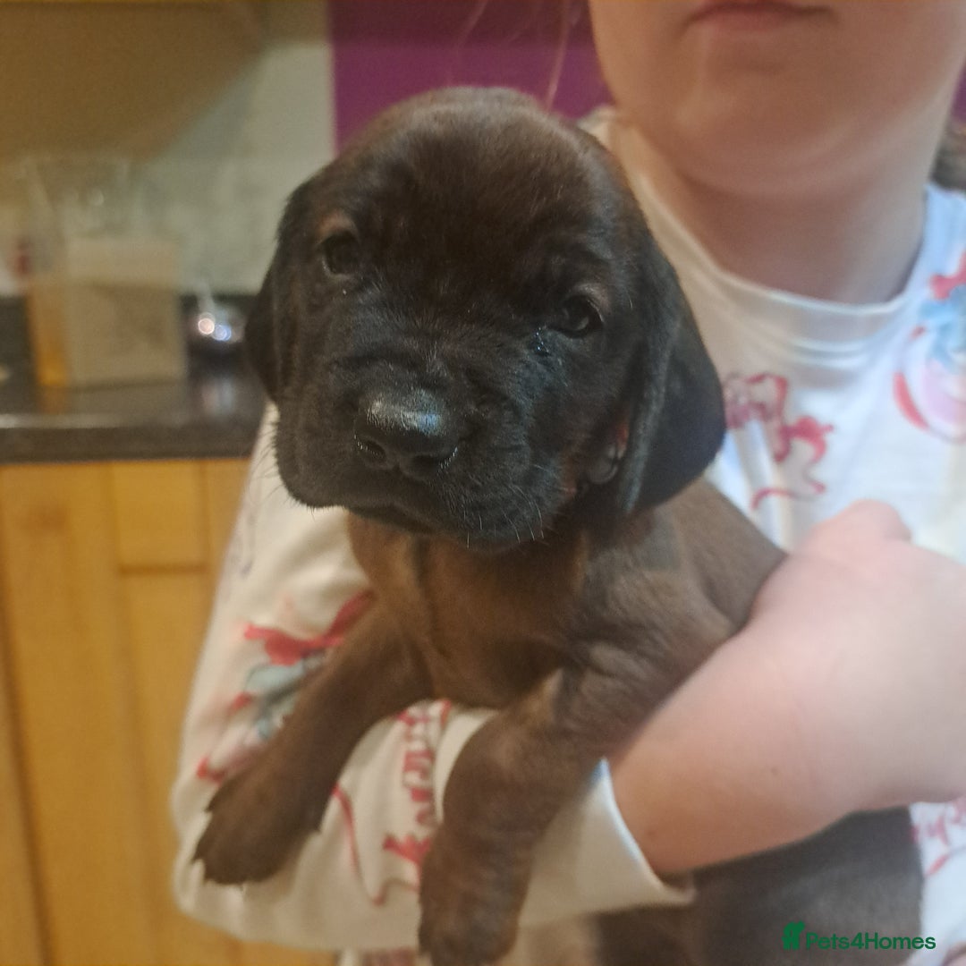 Bavarian Mountain Hound dogs for sale: Bavarian mountain hound pups for sale - Advert 3