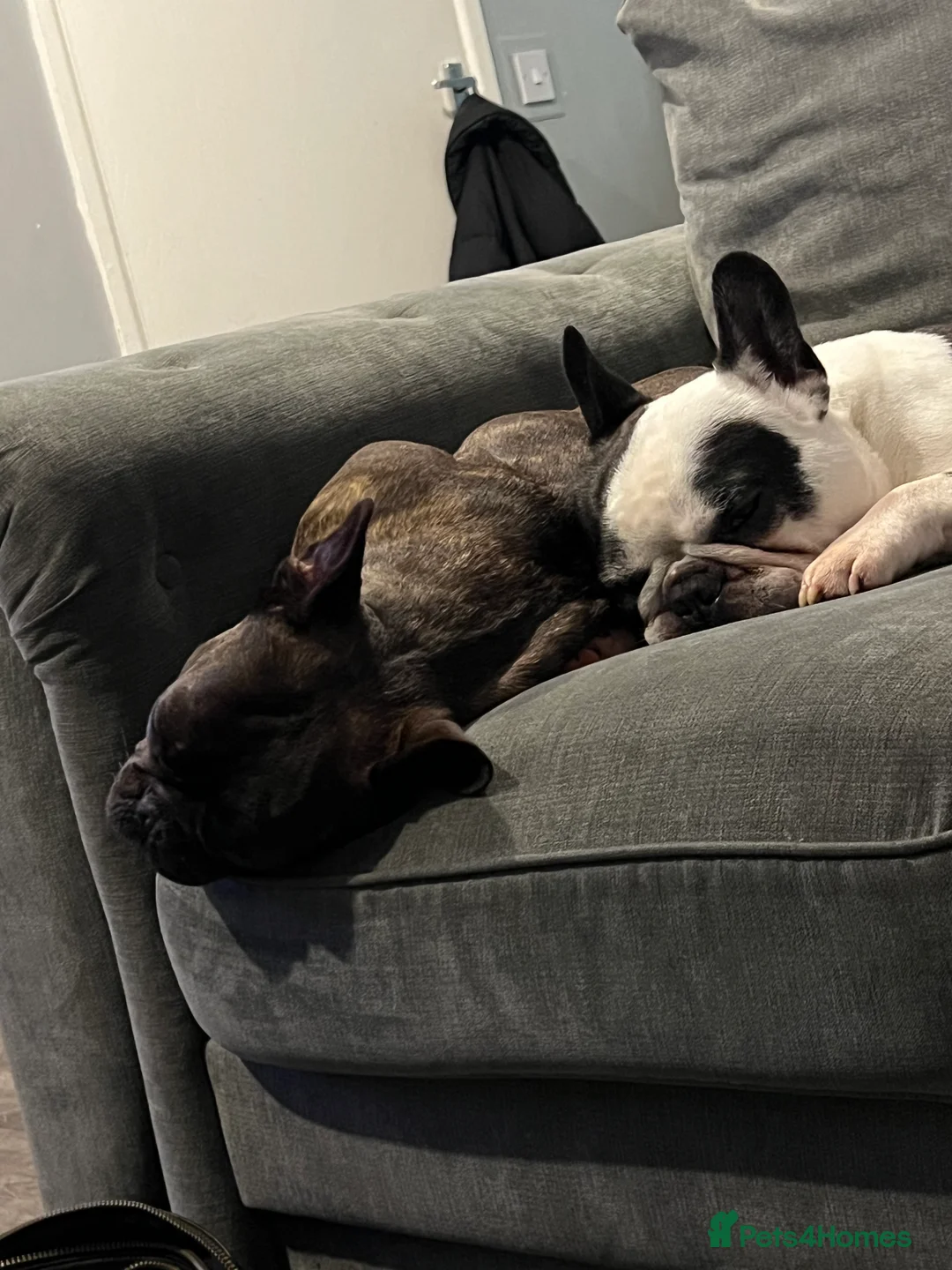 French Bulldog dogs for sale: urgent rehoming french bulldogs - Advert 1