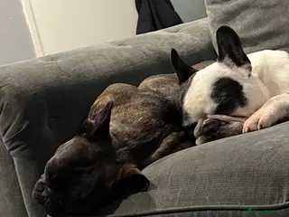 French Bulldog dogs urgent rehoming french bulldogs in Chippenham - Advert 4