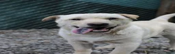 Mixed Breed dogs for adoption: ❤️🐶 LAIMA – HOW IS THIS WONDERFUL GIRL WAITING - Advert 2