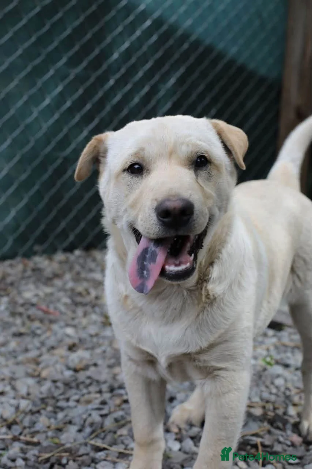 Mixed Breed dogs for adoption: ❤️🐶 LAIMA – HOW IS THIS WONDERFUL GIRL WAITING - Advert 2