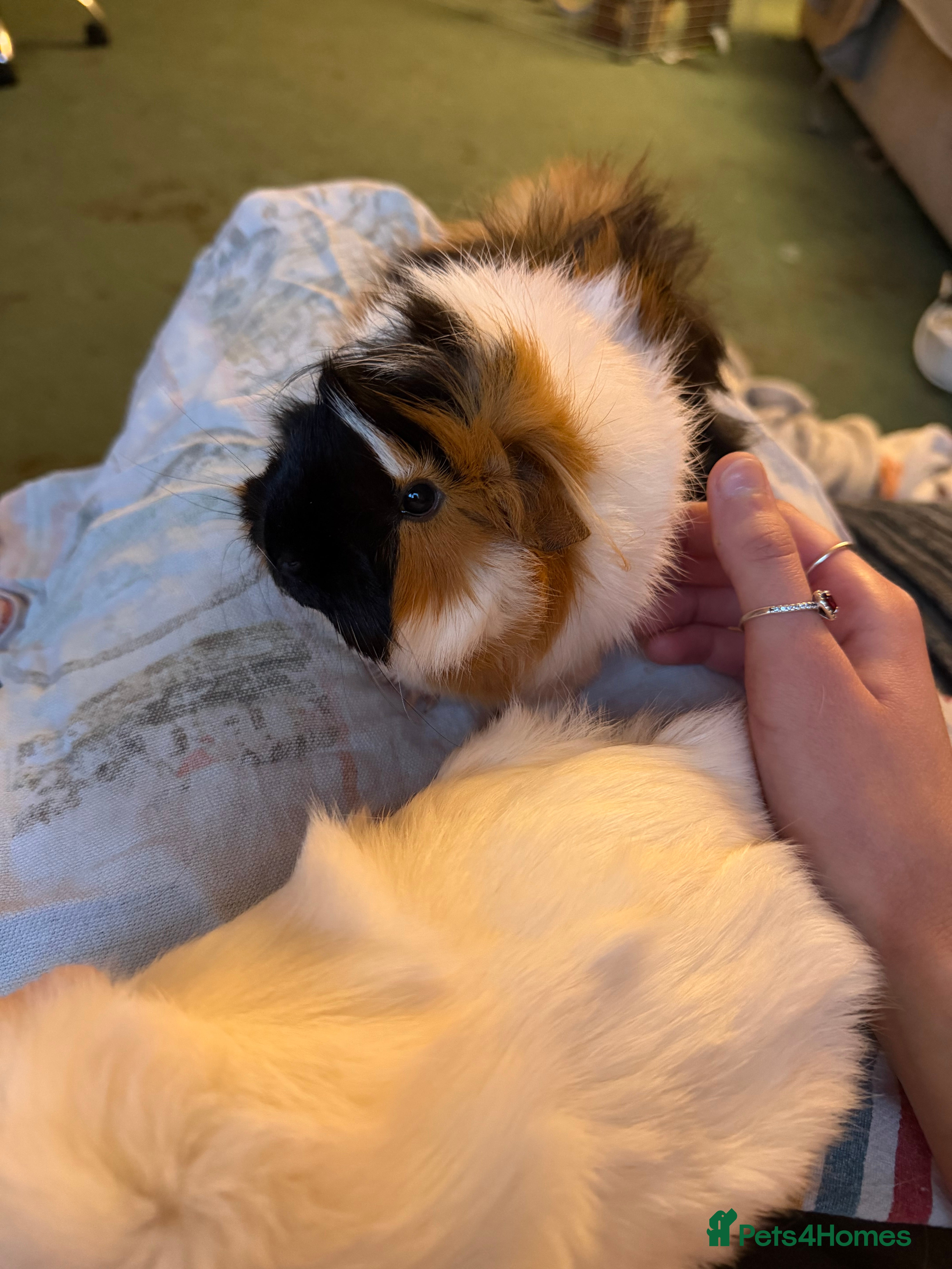 Guinea Pig rodents 2 Female Guinea pigs (price is for both, + cage)  in Bury Saint Edmunds - Advert 1