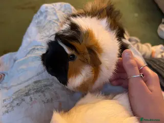 Guinea Pig rodents 2 Female Guinea pigs (price is for both, + cage) in Bury Saint Edmunds - Advert 1