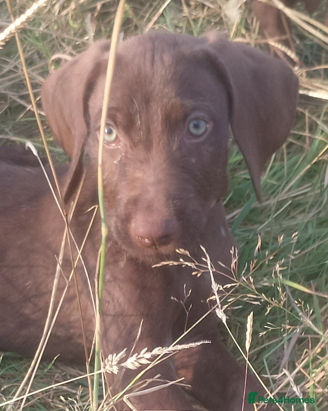Mixed Breed dogs for sale: READY NOW  - Weimaraner x Vizsla - Advert 1