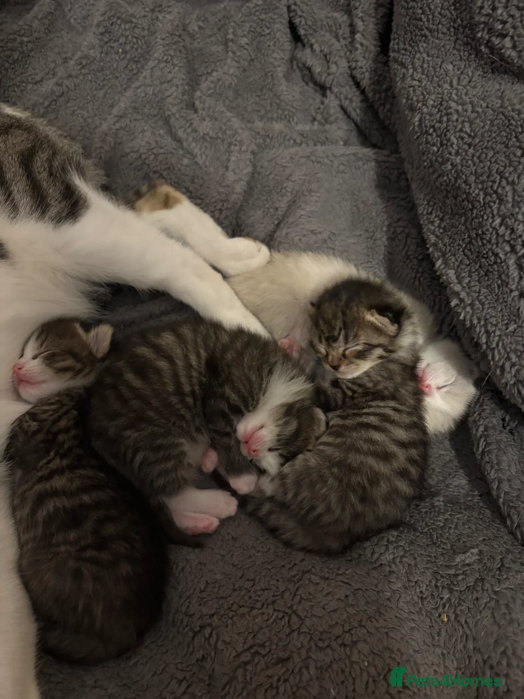 Mixed Breed cats for sale: 3 Lovely tabby 1 grey kittens - Advert 1