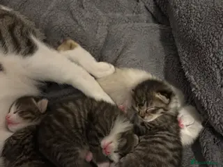 Mixed Breed cats 3 Lovely tabby 1 grey kittens - Advert 1