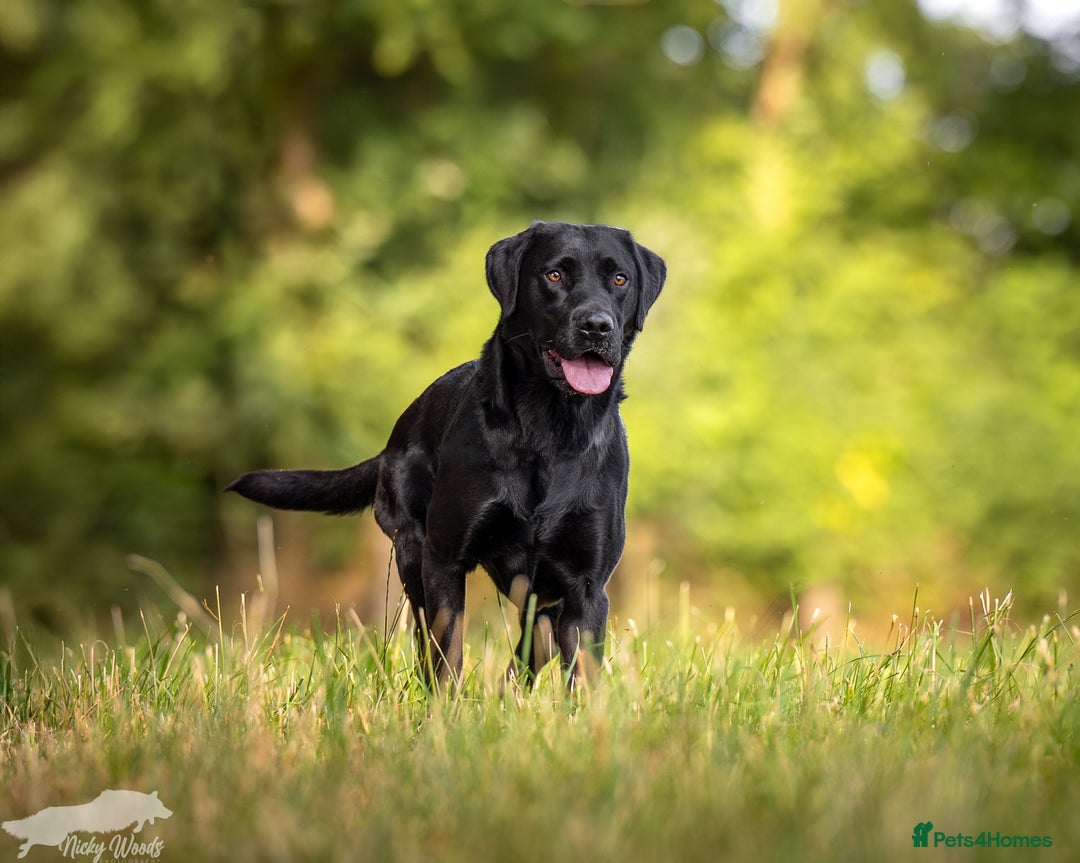 Labrador Retriever dogs for stud: For Stud Black Labrador in Tiverton - Image 7