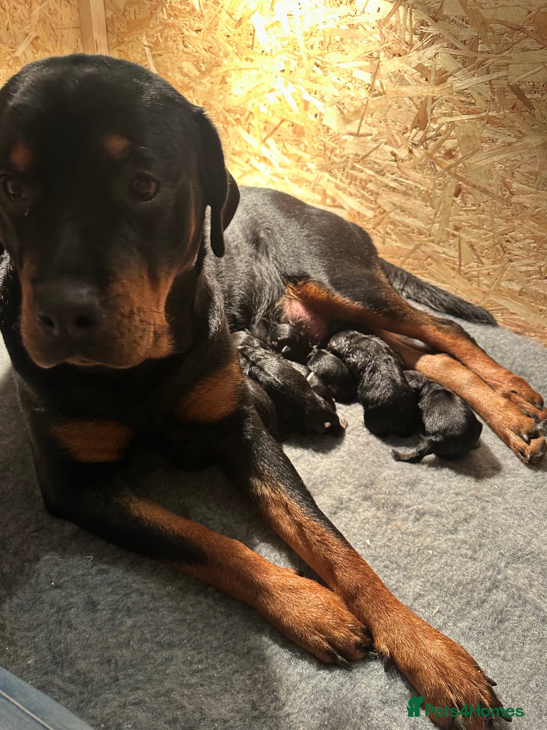 Rottweiler dogs for sale: Kc reg. Rottweiler pups. Ready 17 Jan - Advert 1