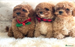Cavapoochon dogs for sale: Stunning cavapoochon puppies  - Image 3