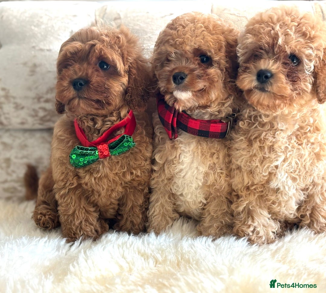 Cavapoochon dogs for sale: Stunning cavapoochon puppies  - Image 3