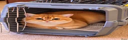 British Shorthair cats for stud: British Shorthair Cinnamon gold - Advert 10