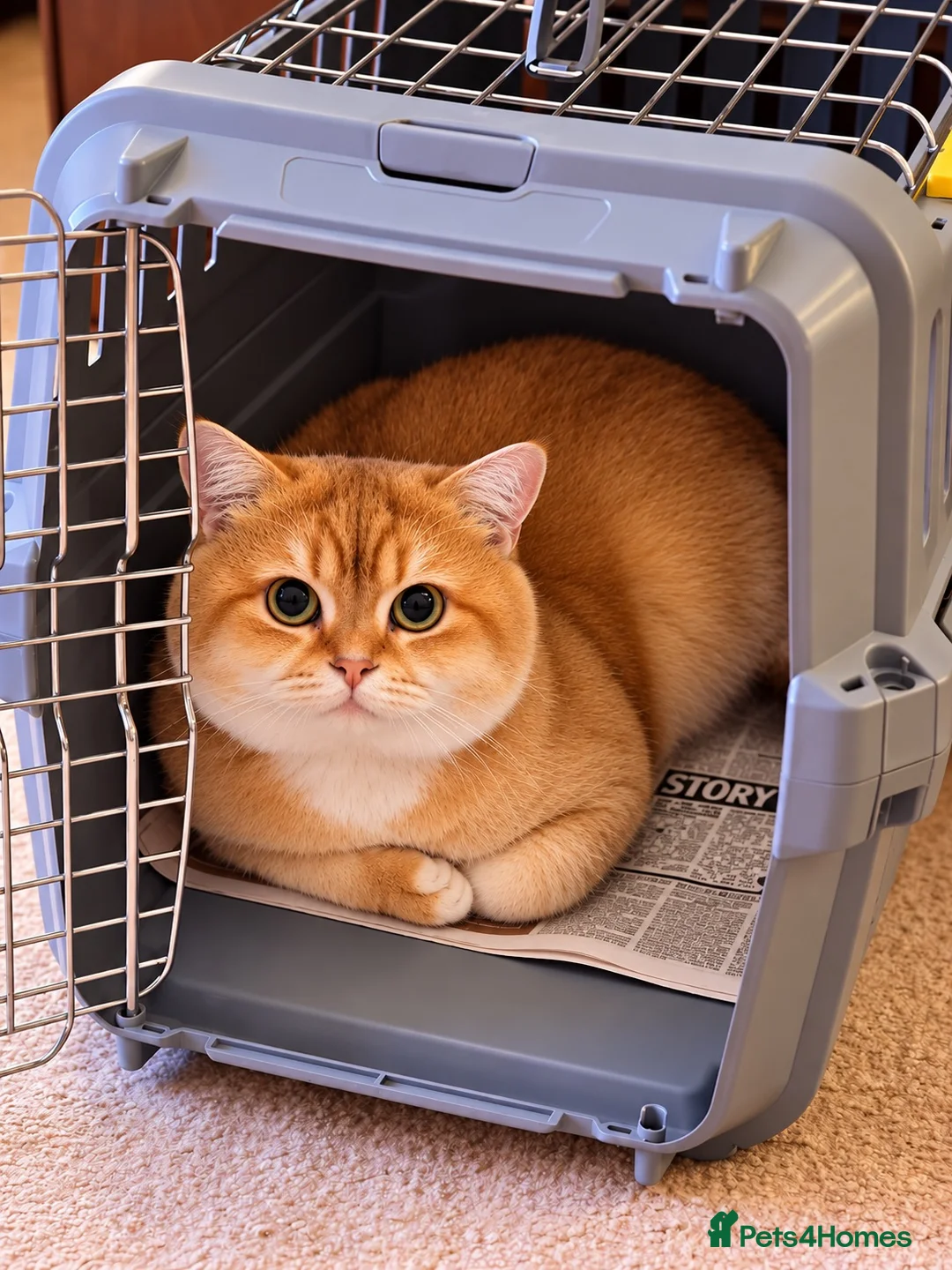 British Shorthair cats for stud: British Shorthair Cinnamon gold - Advert 10