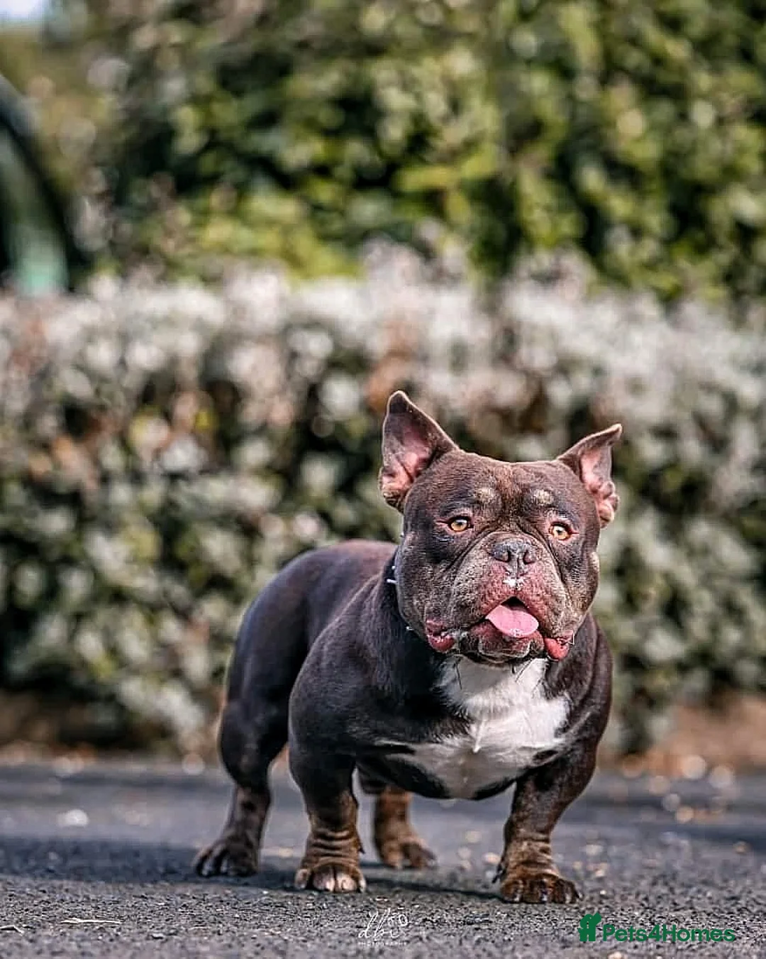 American Bully dogs for sale: 10" Micro bully KINGPIN LOCOLV 3RD GEN - Advert 1