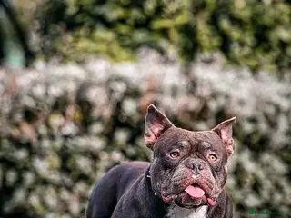 American Bully dogs 10" Micro bully KINGPIN LOCOLV 3RD GEN - Advert 2