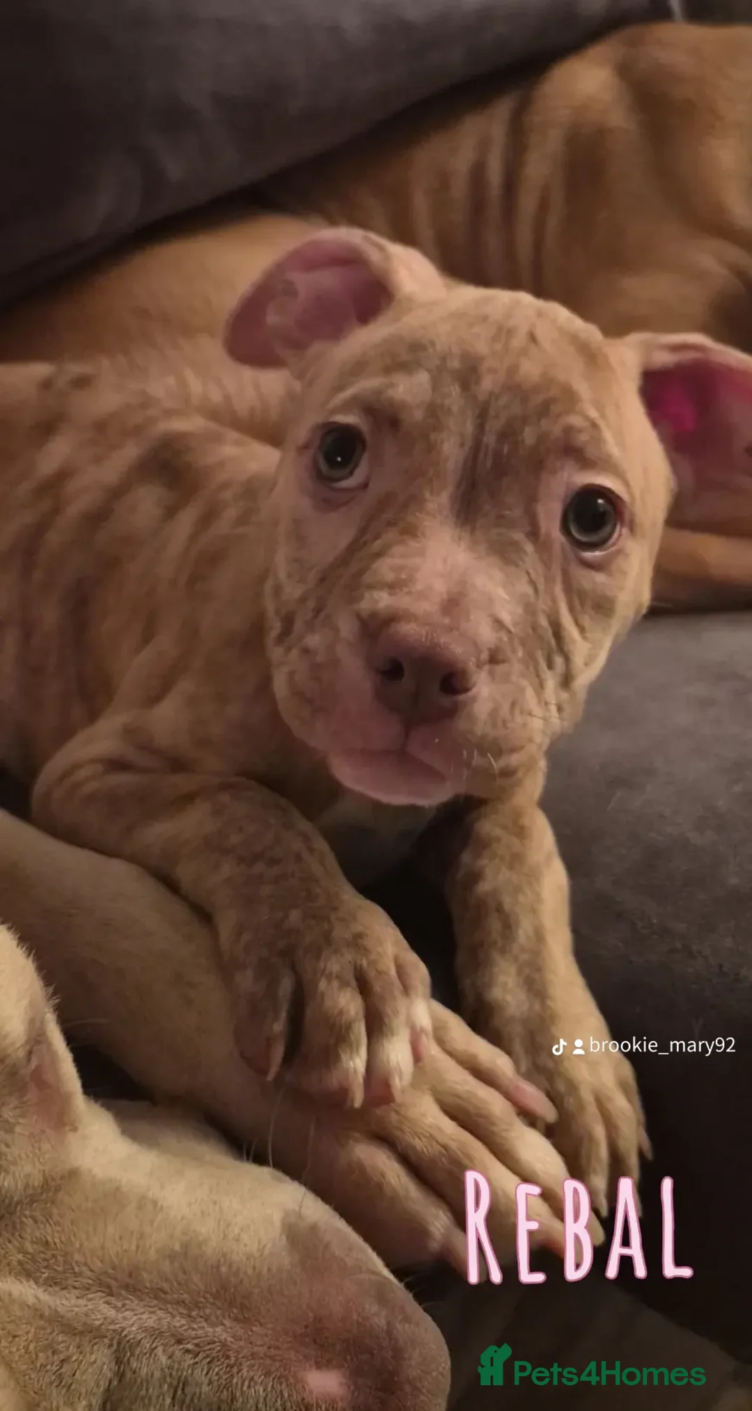 Mixed Breed dogs for sale: PUPPYS READY TO LEAVE  in Edinburgh - Advert 2