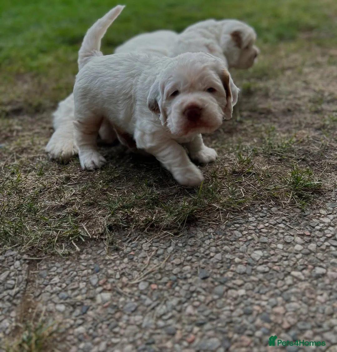 Clumber Spaniel dogs for sale: Spaniel Puppies available. in Troon - Advert 2