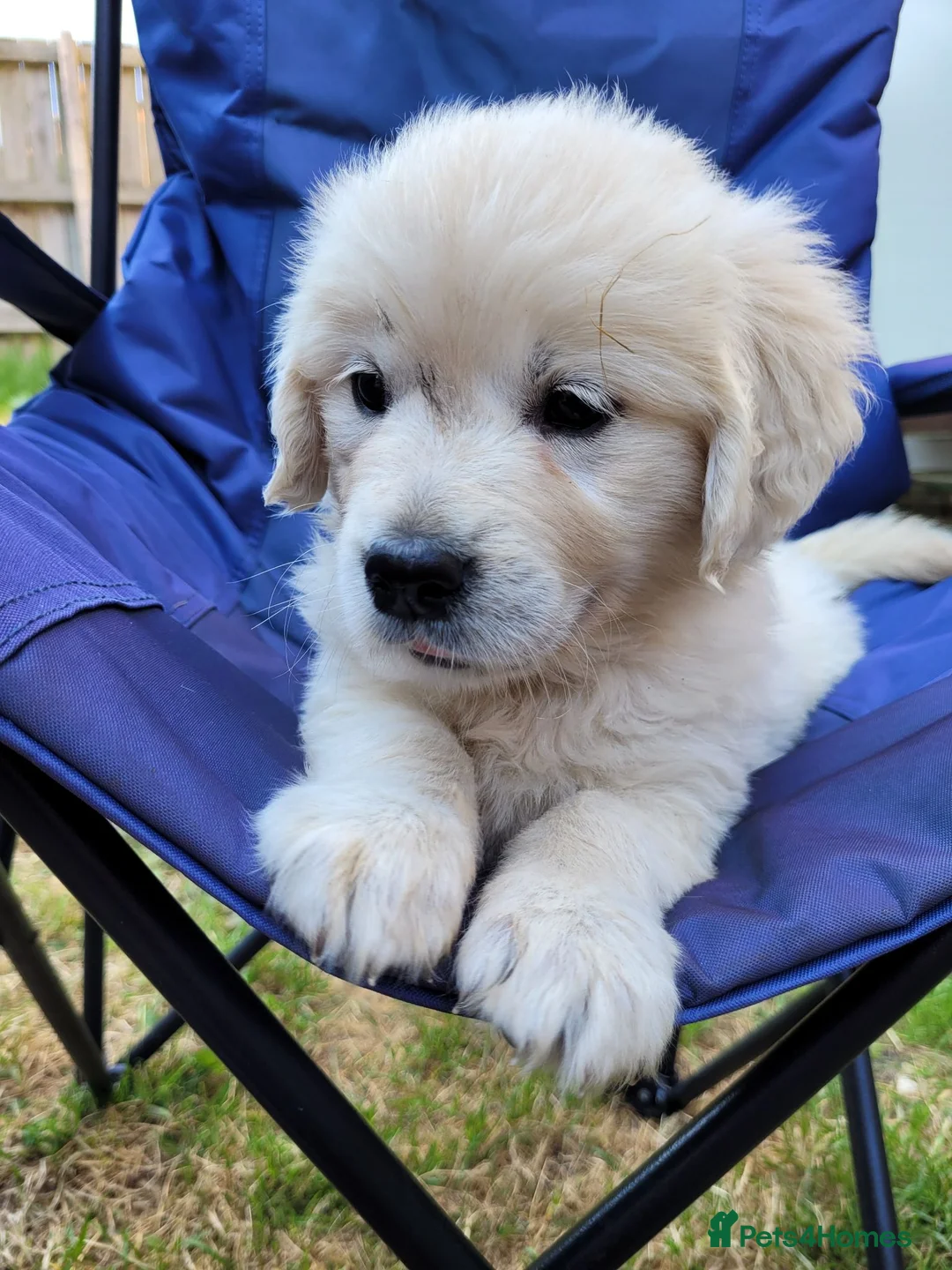 Golden Retriever dogs for sale: Beautiful snowy white boy and girl  in Scarborough - Advert 1