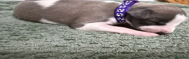 Whippet 5