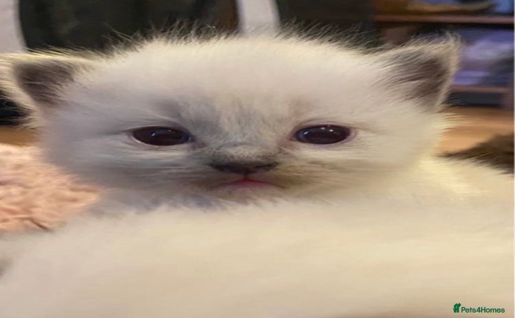 Ragdoll cats - Advert 13