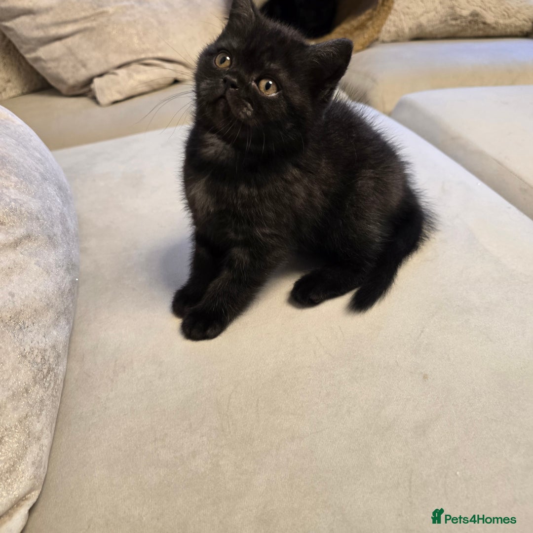 British Shorthair cats for sale: 💫RARE💫 BLACK SMOKE FEMALE & BLUE LONGHAIR MALE  - Advert 10