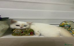 British Shorthair cats for sale: British shorthair golden point - Image 14