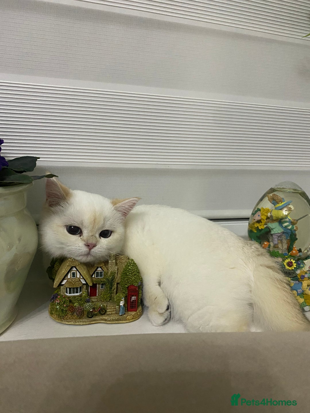 British Shorthair cats for sale: British shorthair golden point - Image 14