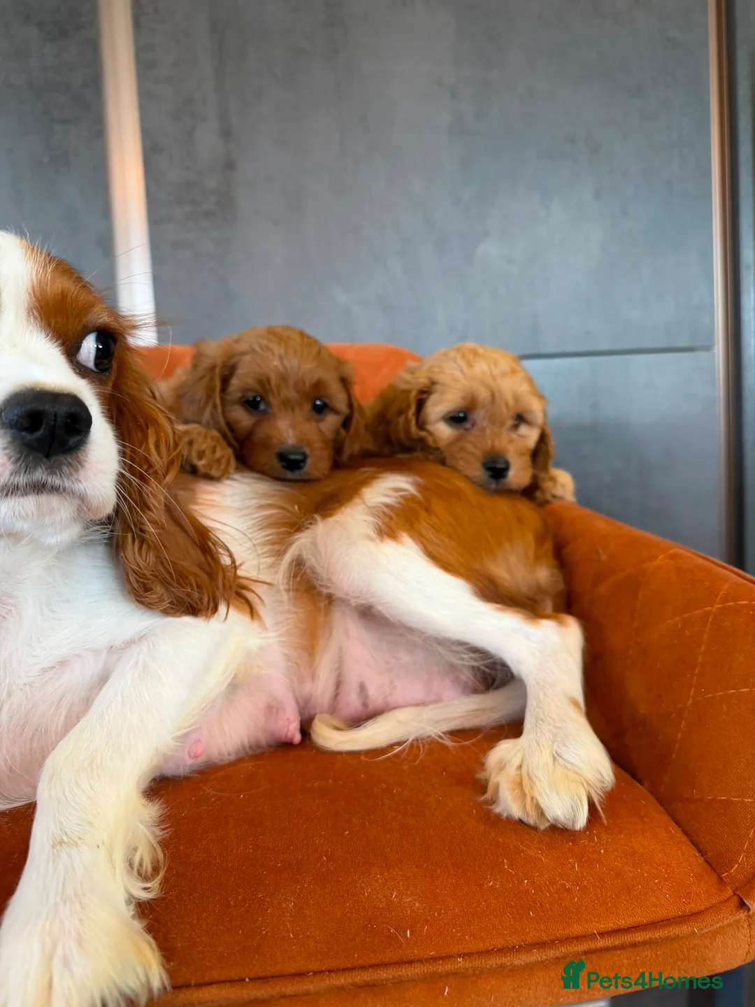 Cavapoo dogs for sale: Cavapoo F1 - Advert 2