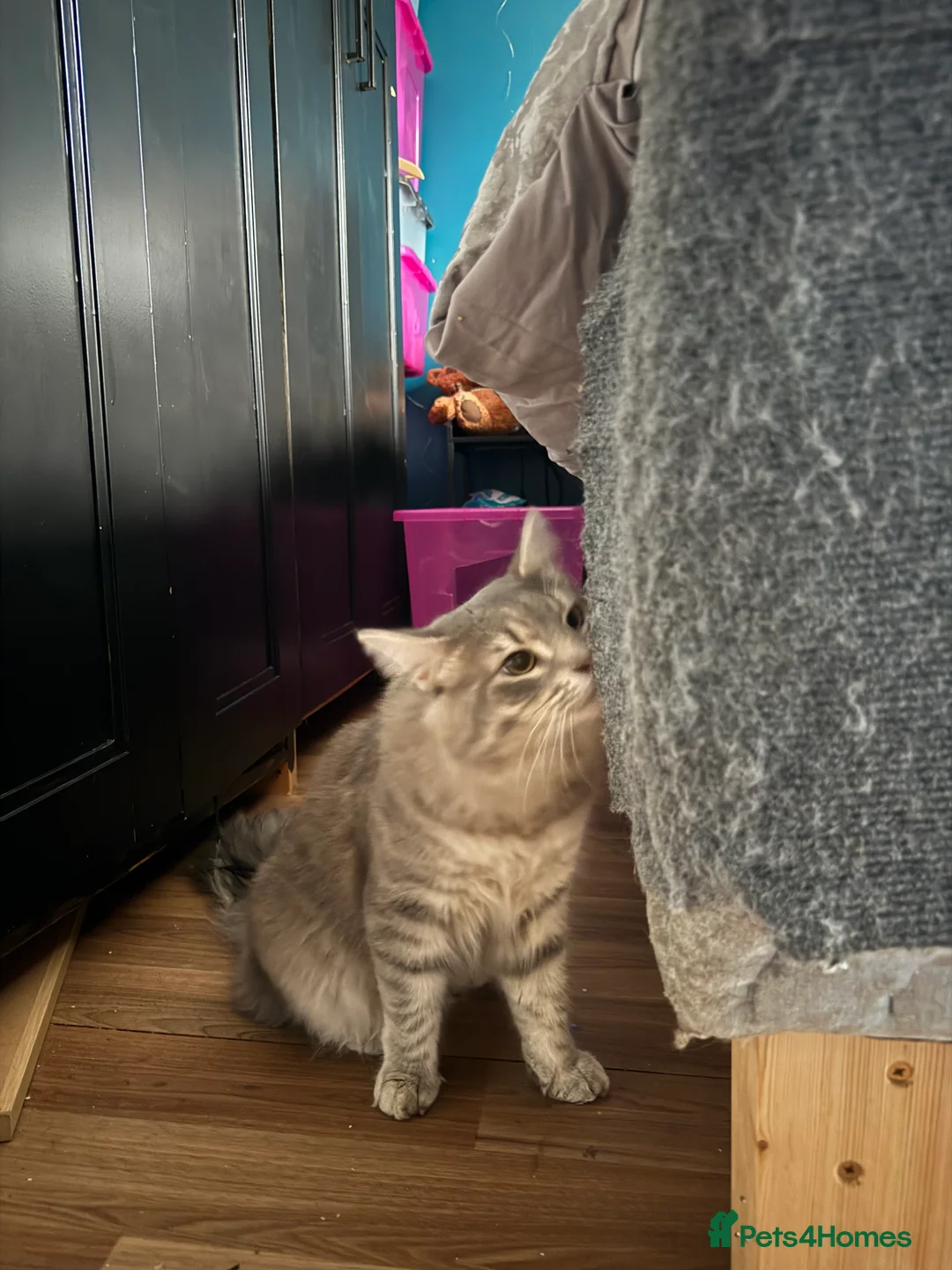 Norwegian Forest Cat cats for stud: 1 year old male for stud  - Advert 2