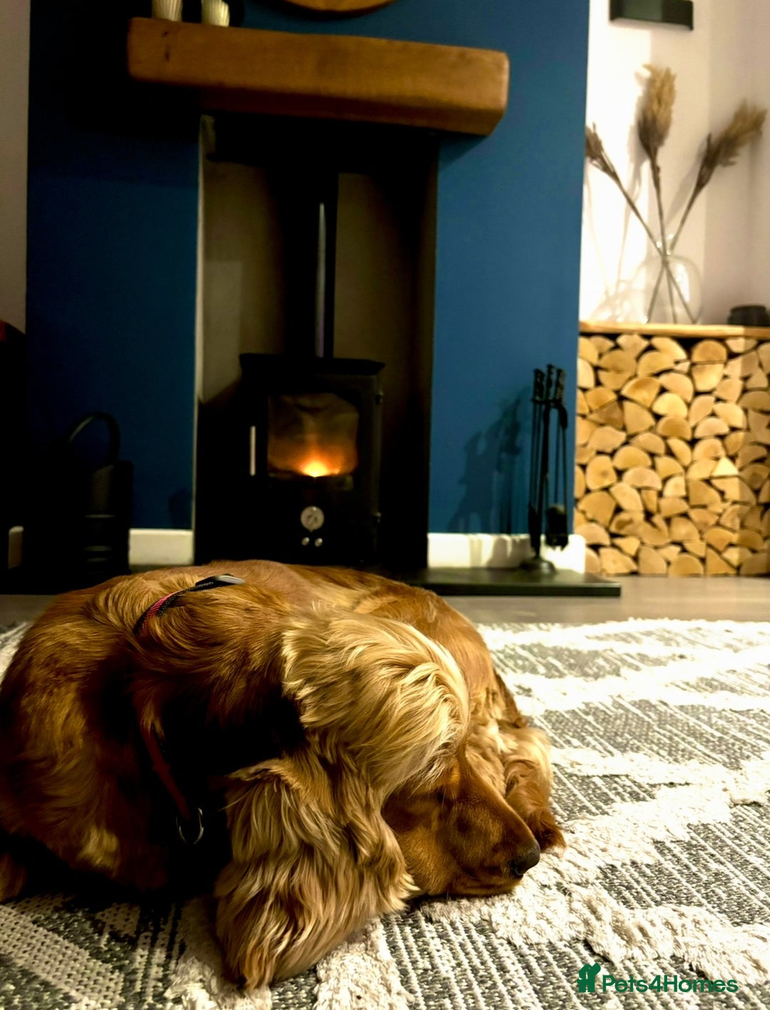 Cocker Spaniel dogs for sale: KC Reg show Type Cocker Spaniels VILLASPANIOL sire - Image 19