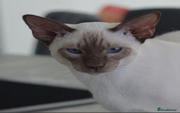 Siamese cats for sale: Siamese x Maine coon  - Advert 6