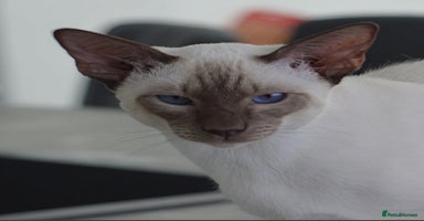 Siamese cats Siamese x Maine coon  - Advert 10