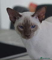 Siamese cats Siamese x Maine coon - Advert 2