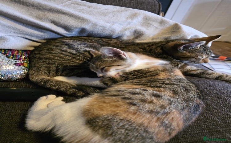 Bengal cats - Advert 4
