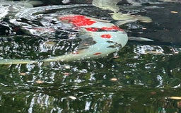 Koi Carp fish for sale: koi fish and various other fish - Image 20