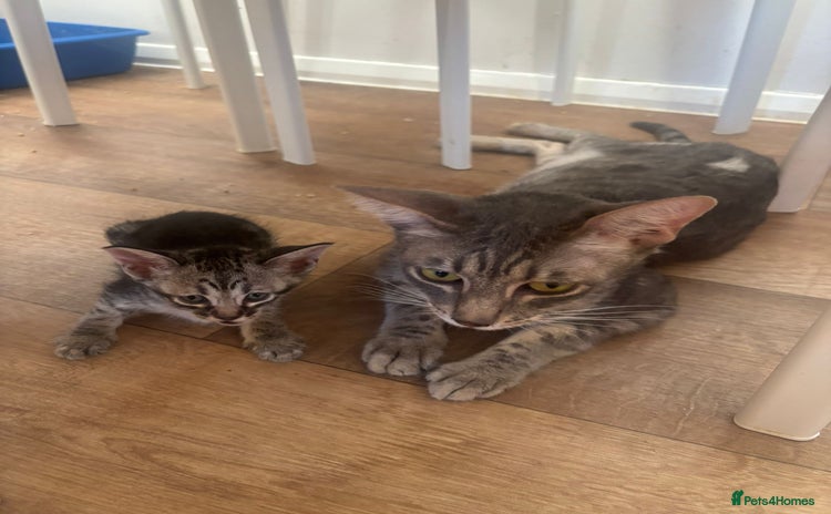 Savannah cats - Advert 2