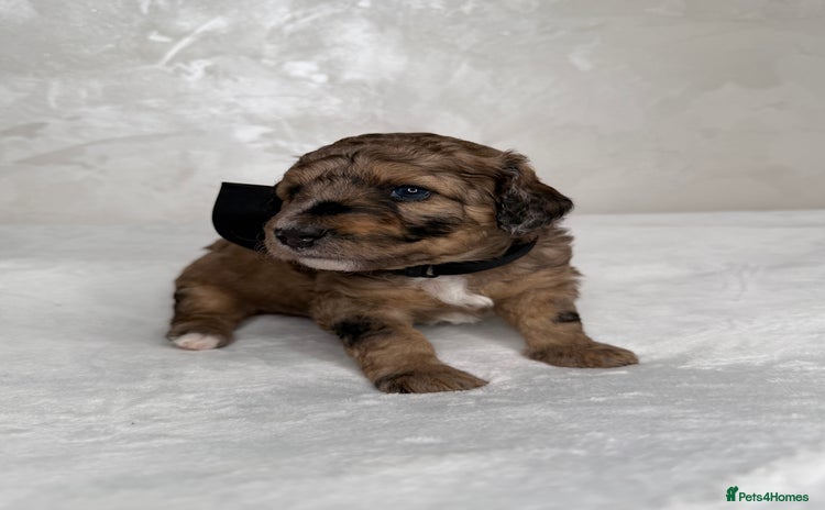 Bernedoodle dogs - Advert 1