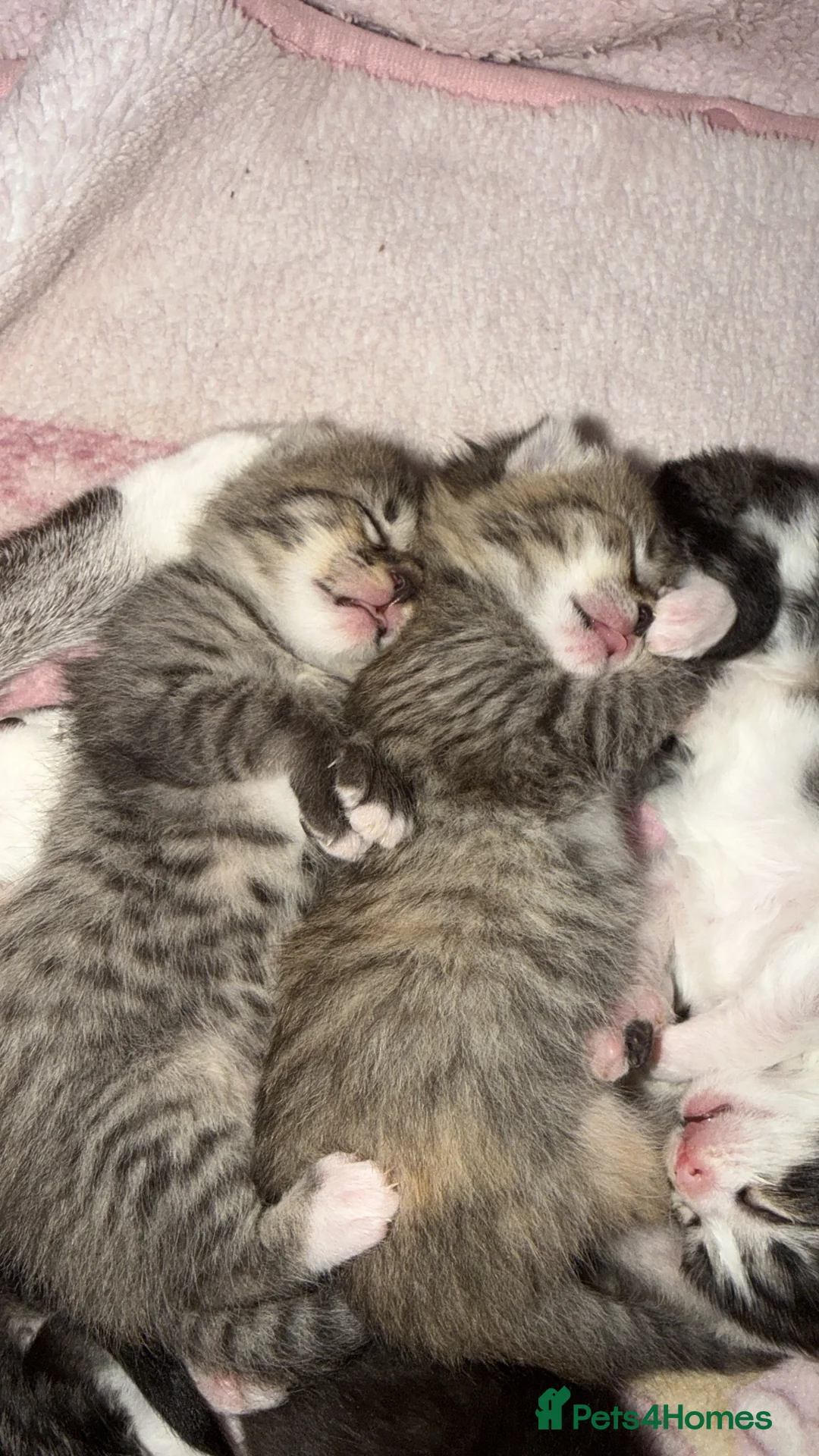 Mixed Breed cats for sale: Kittens for sale  - Advert 2