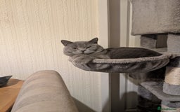 British Shorthair cats for sale:  Male lilac British Blue shorthair kitten 15 weeks - Image 4