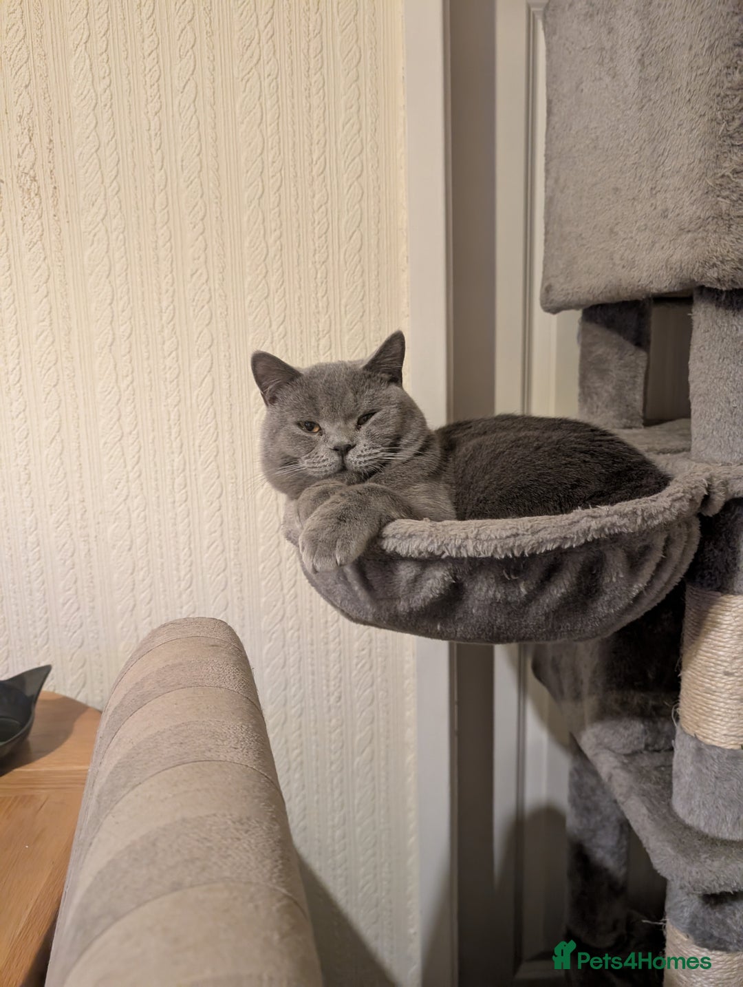 British Shorthair cats for sale:  Male lilac British Blue shorthair kitten 15 weeks - Image 4
