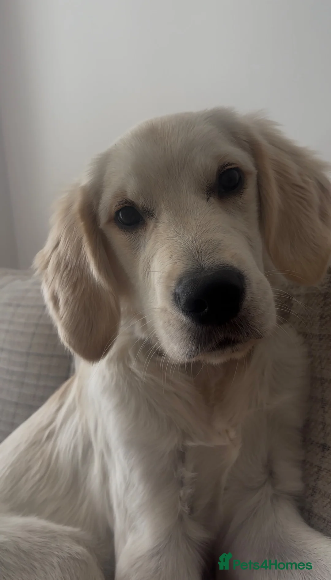 Golden Retriever dogs for sale: Beautiful 5 Month Golden Retriever Boy 😍 - Advert 2