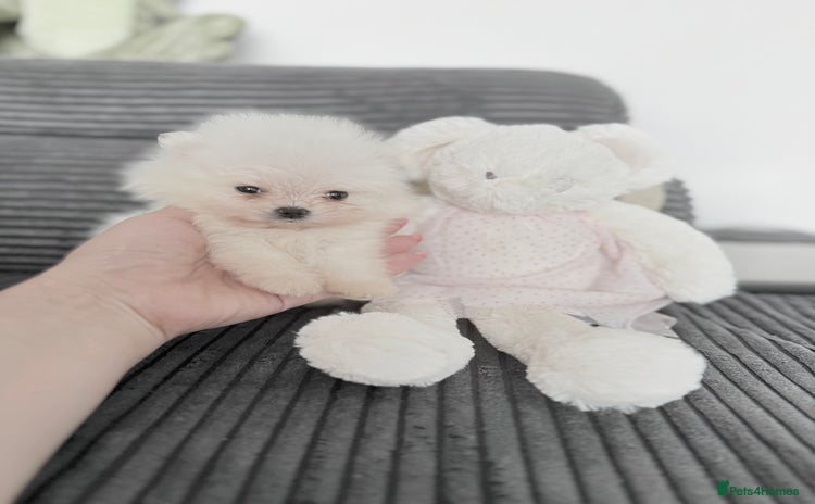 Pomeranian dogs - Advert 3