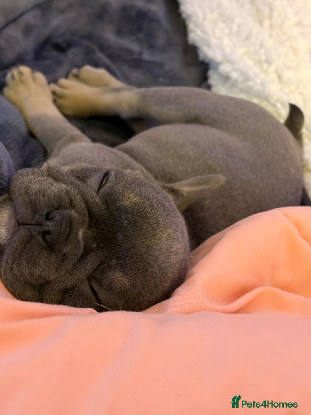 French Bulldog dogs for sale: 1 GIRL REMAINING FROM LITTER OF 5 FRENCH BULLDOGS  - Advert 25
