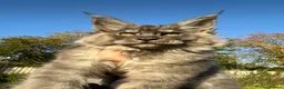 Maine Coon cats for sale: 9 STUNNING BLACK SMOKE MAINE COON CUBS  - Advert 10